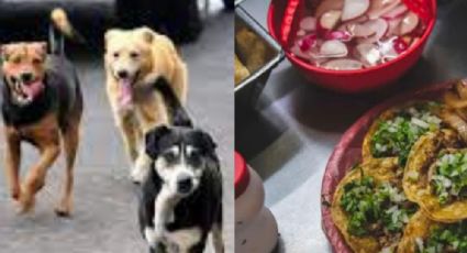 ¡Si eran de perro! detienen dos taqueros en EDOMEX por maltrato animal