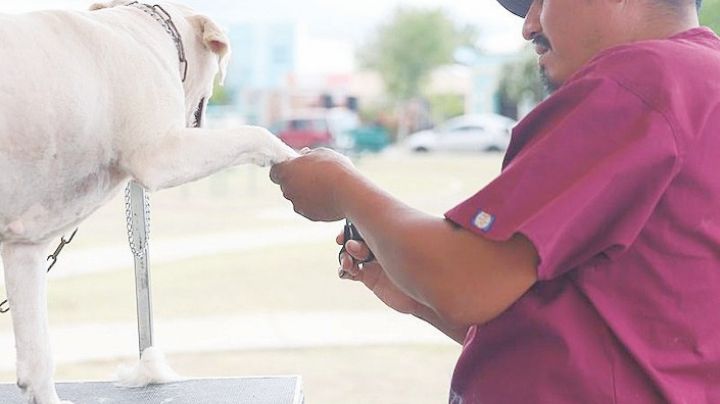 Atienden a ciudadanos y mascotas