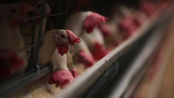 Influenza aviar se extiende de Coahuila a Durango; más de 280 mil aves muertas