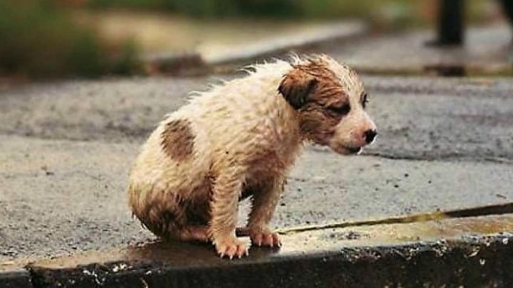 ¡Por fin! Abandono de mascotas ya es delito en Tamaulipas; diputados reforman Código Penal