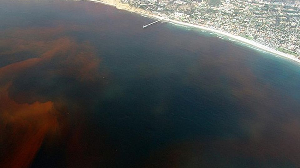 Quienes viven de la pesca se encuentran temerosos por los daños y pérdidas económicas que trae consigo la llegada de la marea roja