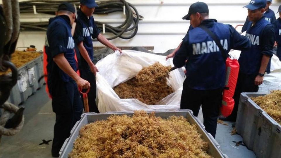 En el lugar se encuentra 328 elementos de la Marina trabajando en el retiro del sargazo de mar y playas
