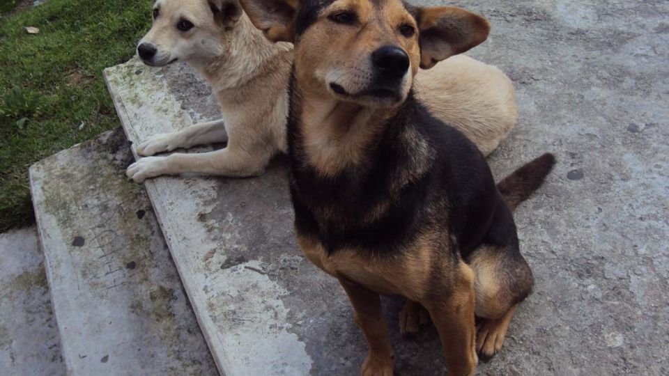 El senador explica que dicha propuesta se hace con el fin de evitar que los perritos se conviertan en un riesgo sanitario