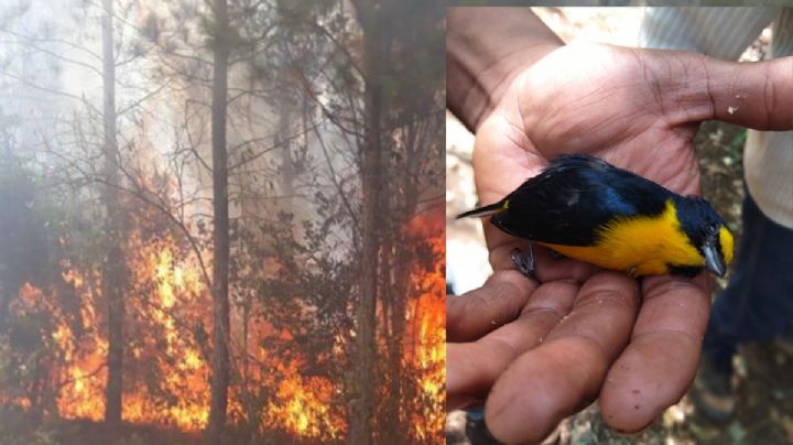 ¡Catástrofe ambiental! 910 hectáreas afectadas por incendio en la Biosfera del cielo FOTOS