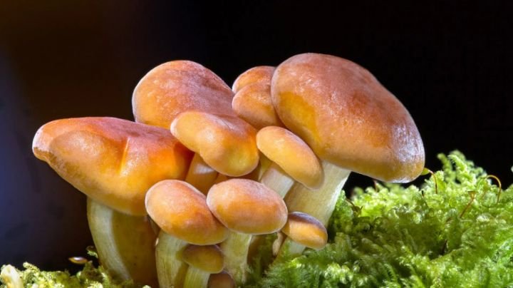 Increíble pero cierto: Científicos afirma comunicación de hongos entre sí ¡usando palabras!