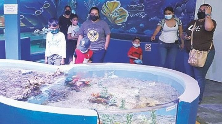 Fascina ajolote a neolaredenses