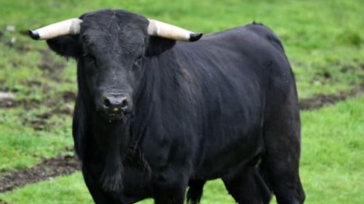 VIDEO: Toro deja grave a hombre durante un jaripeo en Morelia