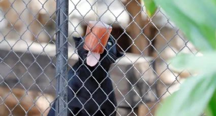 Extremo calor: Zoológico de Yucatán da paletas de hielo a sus animales