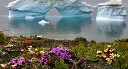 La Antártida preocupa a expertos porque se está llenando de flores ¿Sin punto de retorno?