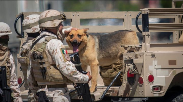 Soldados adoptan a 'narcoperrito' que fue encontrado en cateo de 'narcotúnel' de Tijuana. VIDEO