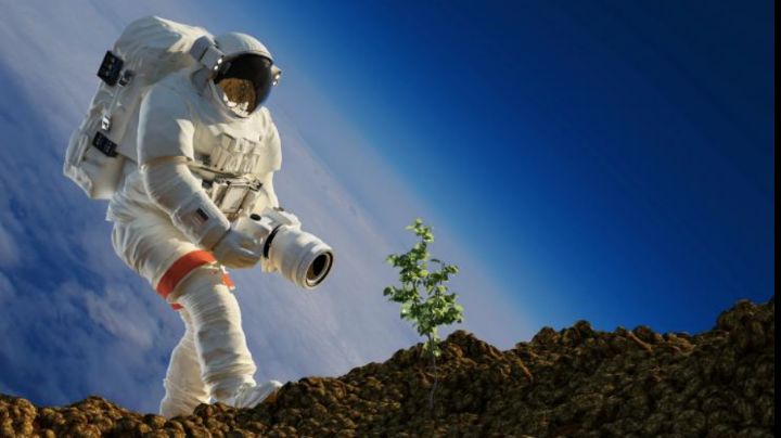 Científicos anuncian que cosecharán alimentos ... ¡En la Luna!