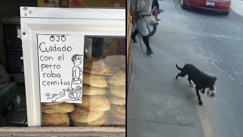 El video del perrito roba cemitas se hizo viral sumando casi 500 mil reproducciones