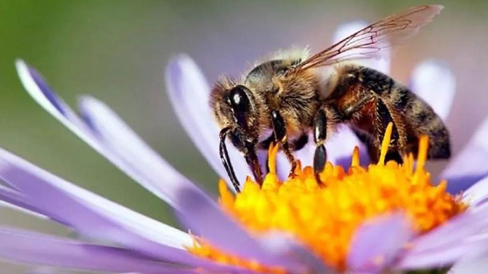 La miel, las flores de Xochimilco, dulces entre otros productos, son solamente algunos beneficios que nos dan las abejas por medio de la polinización