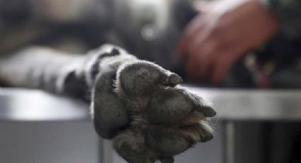 Denuncia a empresa de autobuses por la muerte de un perrito en viaje de Poza Rica a CDMX