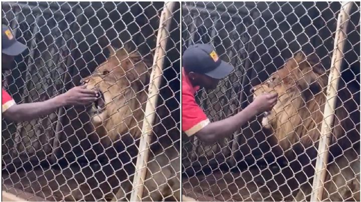 (IMÁGENES FUERTES) León le arranca el dedo a cuidador que lo estaba molestando