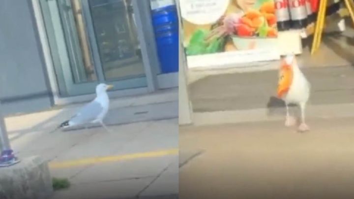 Captan a gaviota sacando 17 kilos de snacks de una tiendita (VIDEO)