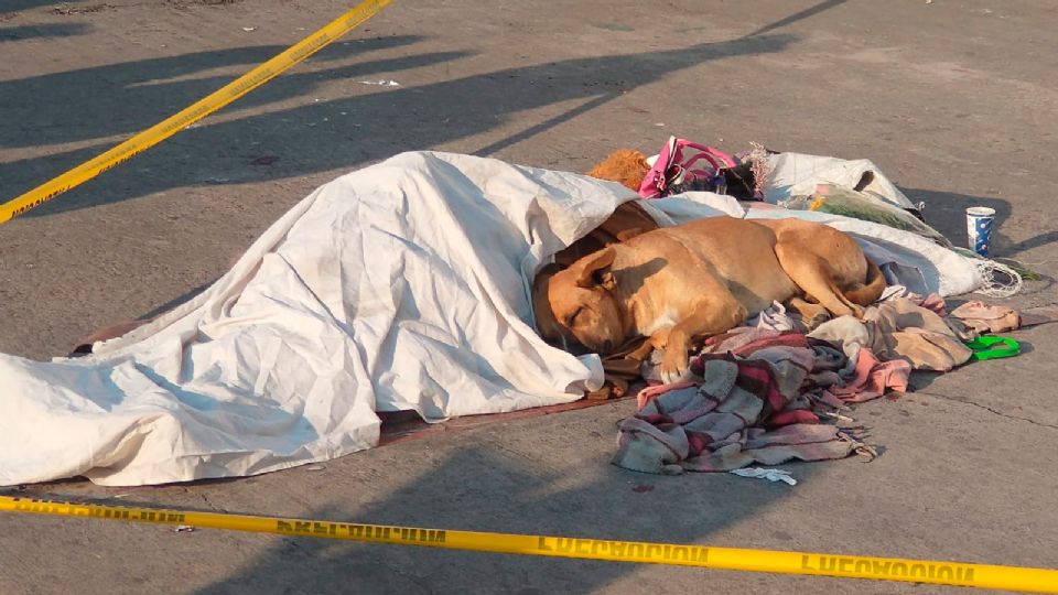 Su leal mascota no lo abandonó incluso después de la muerte