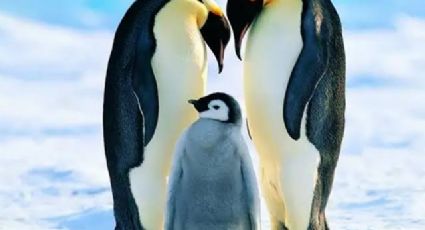 Pingüino emperador en peligro de extinción por cambio climático