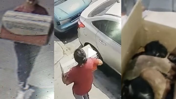 VIDEO: Mujer abandona caja con ocho cachorros; mueren por el calor