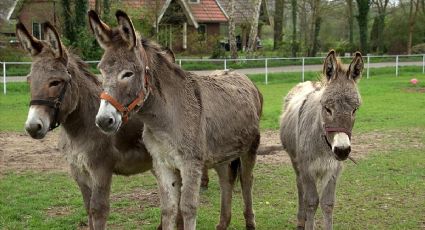 Este 8 de mayo el Burro, animal en peligro de extinción, celebra su día