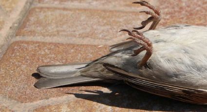 ¿Por qué están muriendo las aves?