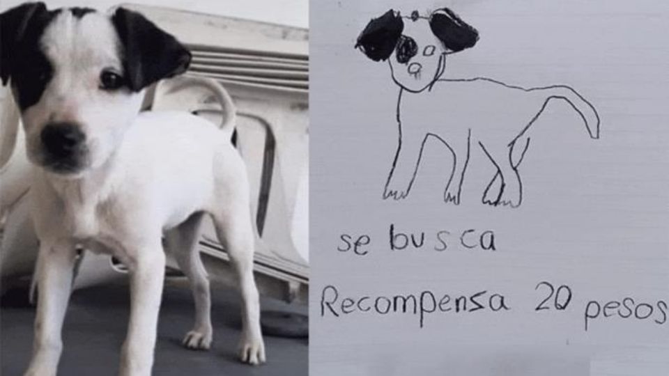 La imagen del perrito perdido se volvió viral