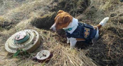 Patron, el perrito detector de bombas de Ucrania es honrado por su labor