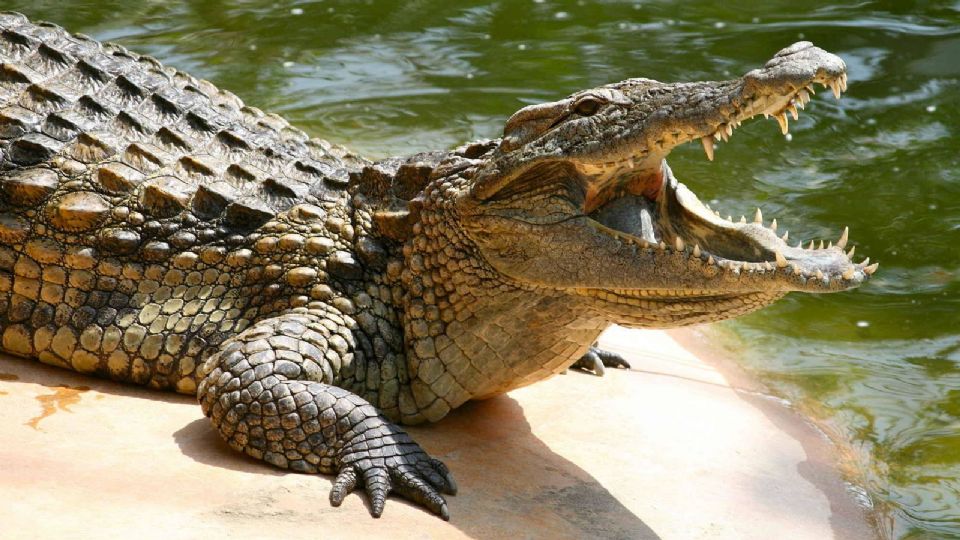 Tratando de defender y salvar a la menor de edad, el hombre se encarnizó en tremenda pelea para liberarla de la boca del reptil