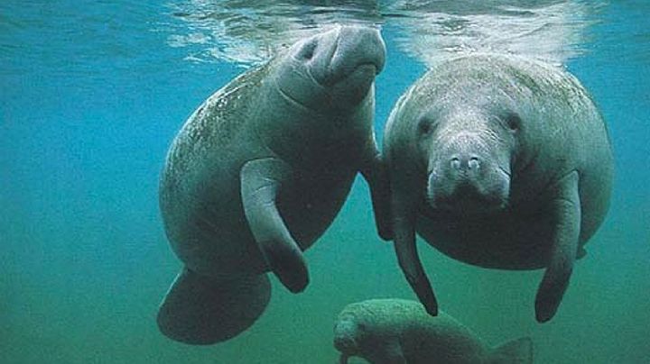 No era rumor: Manaties conviven con cocodrilos en la Laguna del Carpintero