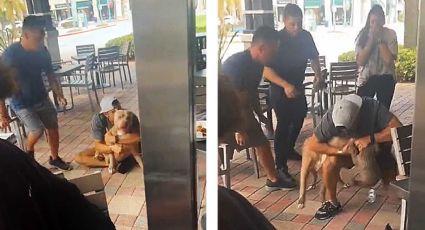 VIDEO: Pitbull casi devora a un french en un restaurante "pet friendly"