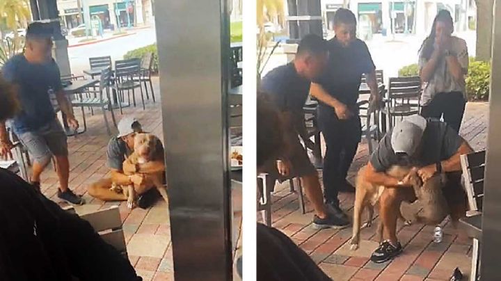 VIDEO: Pitbull casi devora a un french en un restaurante "pet friendly"