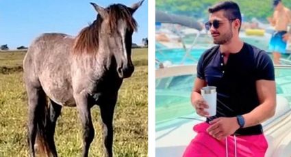 Durante borrachera gana caballo en subasta; al otro día no sabe qué hacer con su "nuevo amigo"