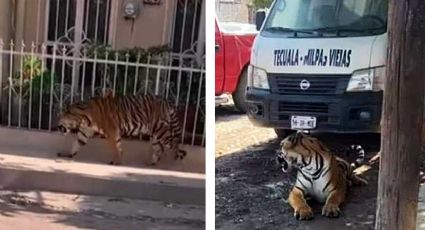 VIDEO VIRAL Tigre se paseaba como 'michi' tranquilamente en las calles de Nayarit: todos le corren