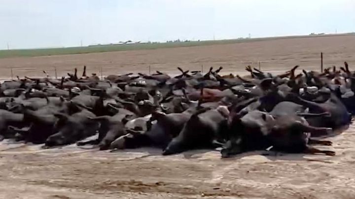 Mueren cientos de bovinos por ola de calor en Kansas (VIDEO)