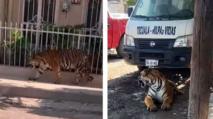 VIDEO VIRAL Tigre se paseaba como 'michi' tranquilamente en las calles de Nayarit: todos le corren