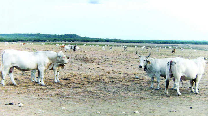 Sufre NLD una de las peores sequías