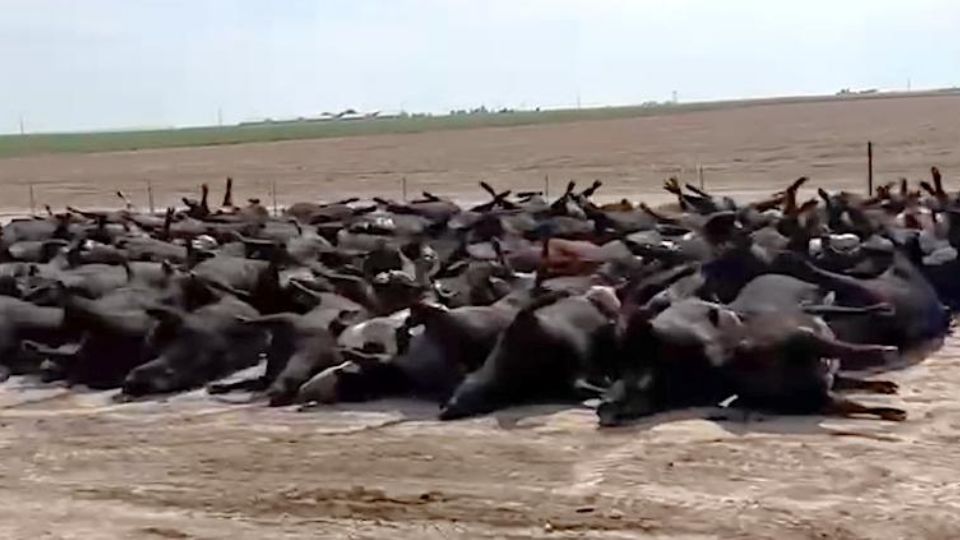 Son cientos de bovinos los que han perdido la vida