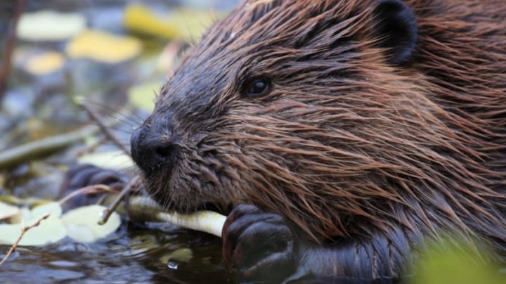 Travesuras nivel: Castor dejar sin internet a un pueblo entero por morder un cable