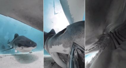 VIDEO:Tiburón se traga una cámara y logra grabar impresionantes imágenes del interior de este animal