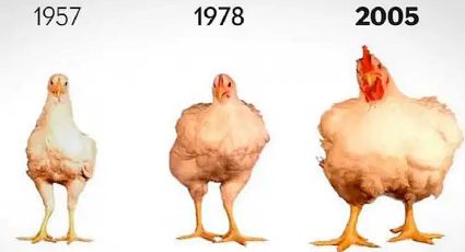 El pollo que comemos aumentó de tamaño un 400% en 50 años ¿Esto perjudica la salud?