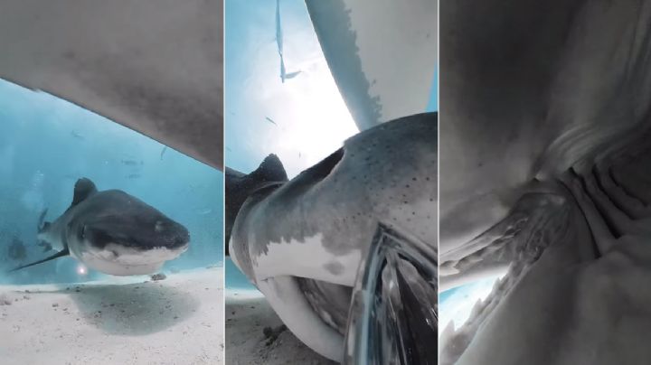 VIDEO:Tiburón se traga una cámara y logra grabar impresionantes imágenes del interior de este animal