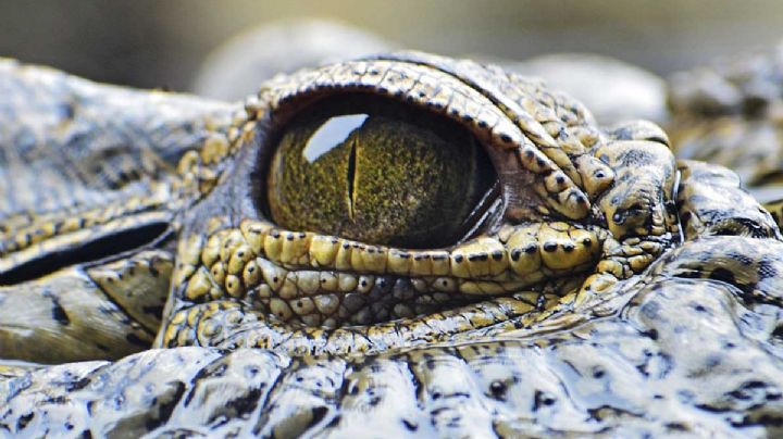 Familia trae antojo de pescado y lo piden por internet: les mandan ¡un cocodrilo vivo!