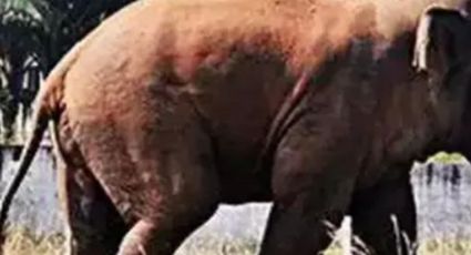 IMÁGENES FUERTES: Elefante mata a mujer y vuelve a atacar su cuerpo en pleno funeral