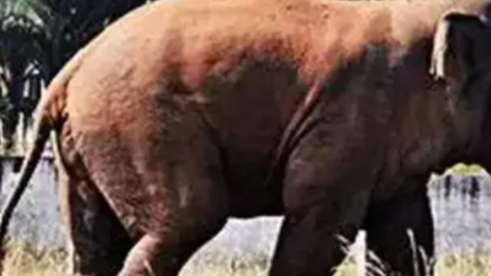 Luego del hecho, el elefante atacó el lugar donde se llevaba el funeral de la muer