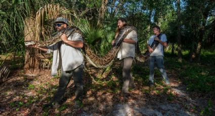 Capturan enorme serpiente pitón birmana en Florida, la más grande encontrada