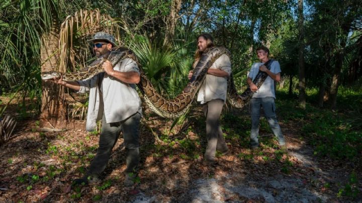 Capturan enorme serpiente pitón birmana en Florida, la más grande encontrada