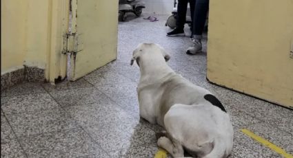 ¡Amiga fiel! Perrita persigue a su dueña hasta el hospital; espera su recuperación para volver a casa