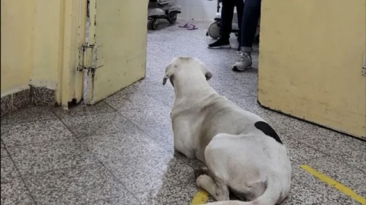 ¡Amiga fiel! Perrita persigue a su dueña hasta el hospital; espera su recuperación para volver a casa