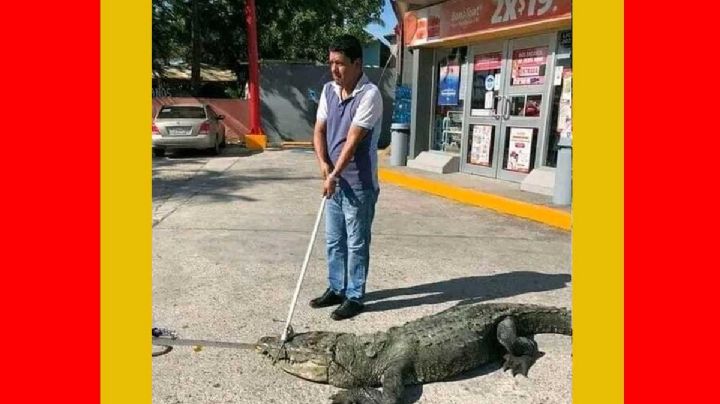 Cocodrilo acude a un Oxxo en Tampico, pero empleados se niegan a "atenderlo"