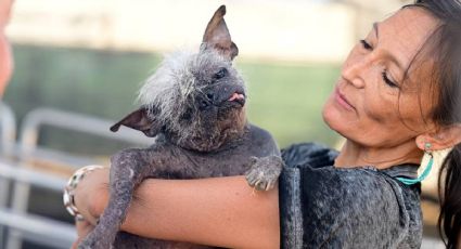 ¡Nuevo rey feo!: Este es el perro más "poco agraciado" del mundo ganador del concurso anual VIDEO